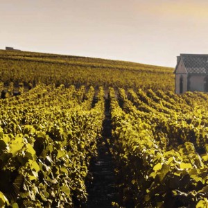 Expert comptable Marne (51) - Viticulture